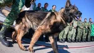 proteo caine salvator turcia - Un câine a murit în Turcia în timpul unei operațiuni de salvare