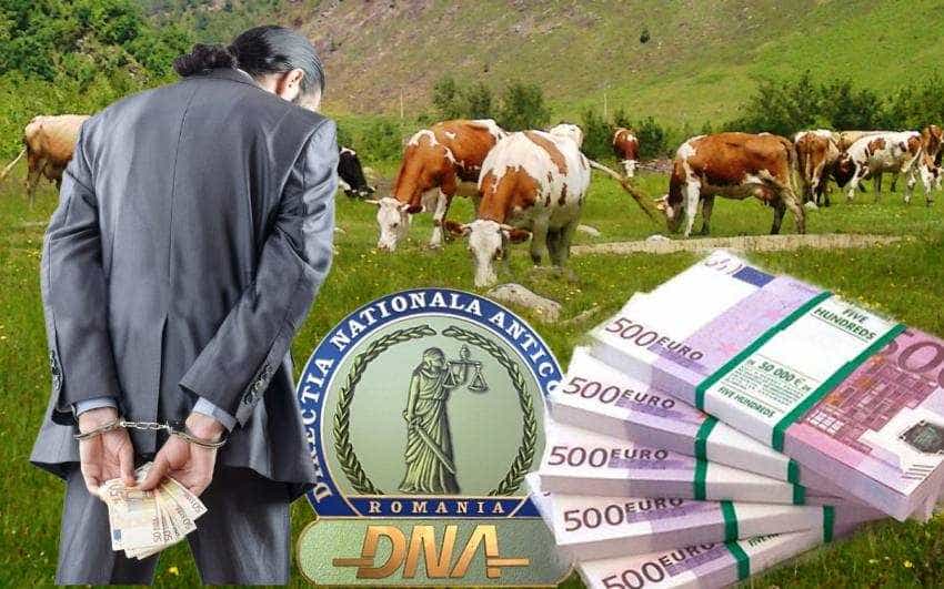 frauda APIA condamnare om afaceri arges_1