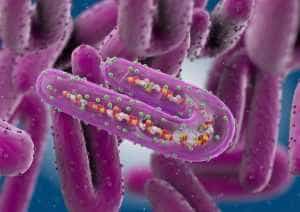 OMS anunță că a apărut un nou virus! Are o mortalitate de 88% 1 Marburgvirus 6b3a8045821e4e3a8a919e8231033555 - OMS anunță că a apărut un nou virus! Are o mortalitate de 88%