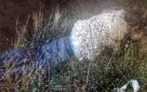 jose luis callisaya diaz detinut deghizat evadare oaie 817701 - Un bărbat a vrut să evadeze din închisoare deghizat într-o oaie!