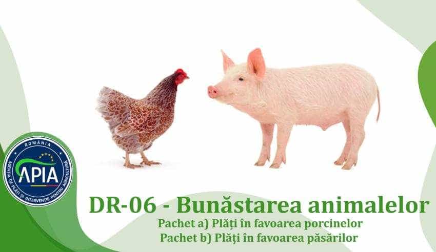 animale apia bunastare Sursă foto: site APIA