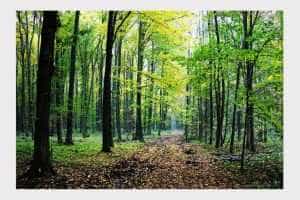 padure intentie guvern