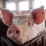 pesta-porcina
