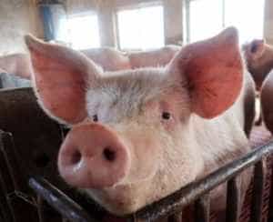 Unde puteți testa carnea de porc împotriva trichinelozei în Argeș 1 pesta-porcina