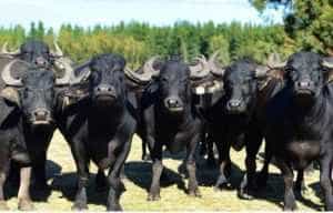 Sursa foto: cultivaprofitabil.ro