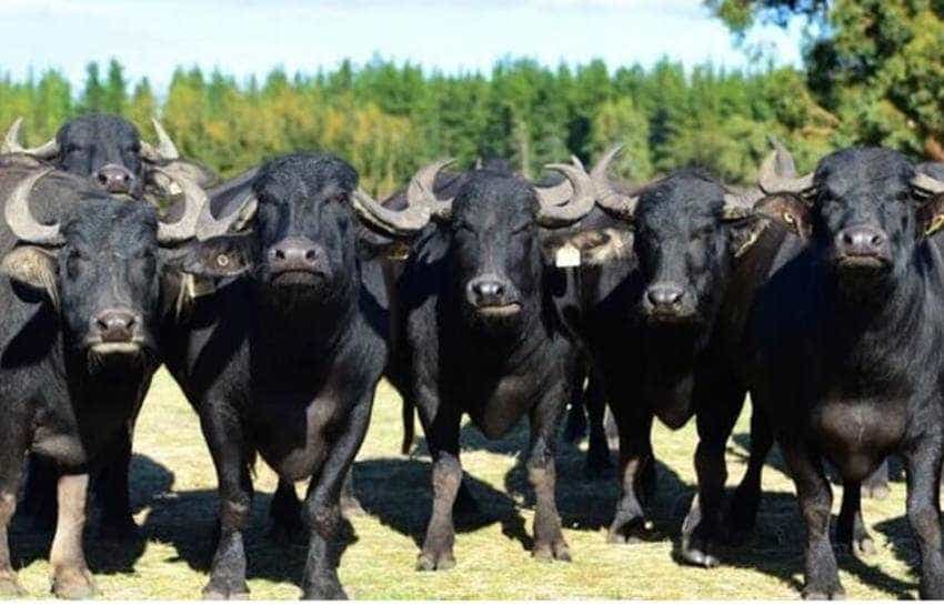 Sursa foto: cultivaprofitabil.ro