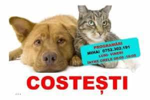 Costești. Sterilizări gratuite pentru câini și pisici – joi, 9 martie! 1 Costești
