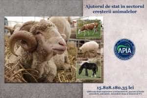 Sursă foto: Facebook APIA