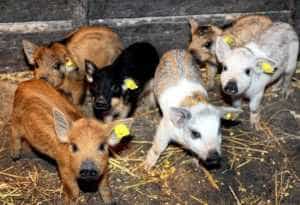 Sursă foto: Facebook Ministerul Agriculturii și Dezvoltării Rurale