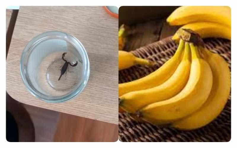 incident-femeie-scorpion