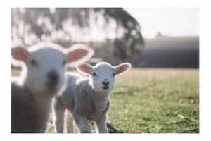 Spații autorizate pentru comercializarea mieilor, în piețele din Pitești 18 miei