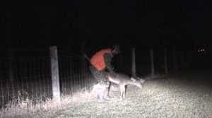 gestul tulburator facut de un vanator cand a vazut o caprioara prinsa intr un gard 416973 - Braconaj cinegetic în Argeș! Au vânat căprioare!