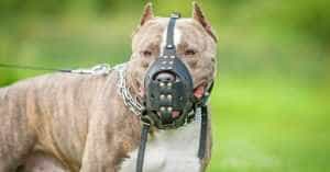 caine - Amenzi de 5.000 de lei pentru persoanele care își plimbă câinii fără lesă