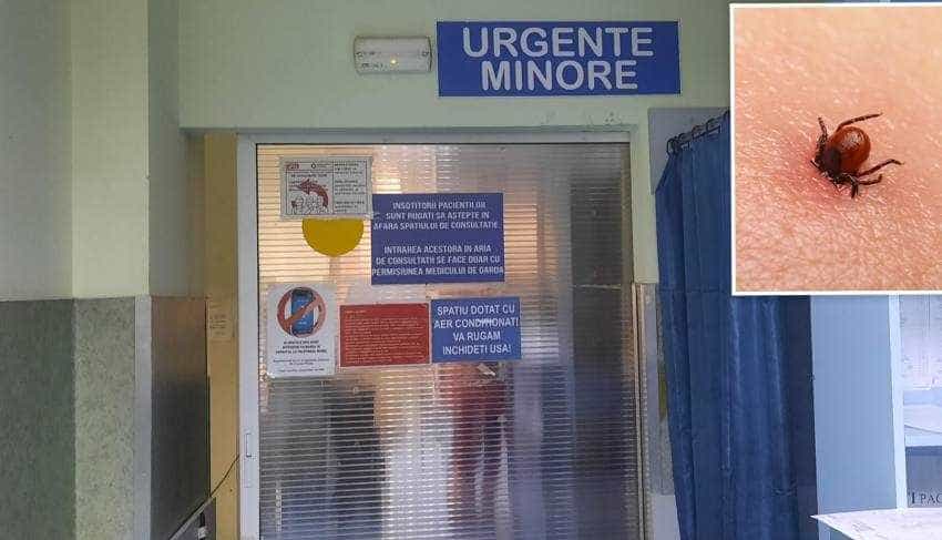 SJUP căpușe SJUP căpușe