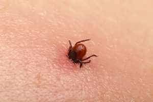 Cinci persoane au ajuns la SJU Pitești, după ce au fost mușcate de căpușe 1 căpușe