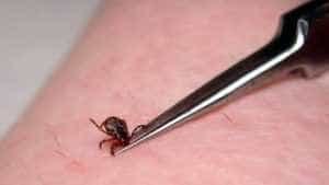 Cinci persoane au ajuns la SJU Pitești, după ce au fost mușcate de căpușe 2 căpușe