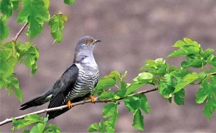 cuc-pe-creanga Buna Vestire