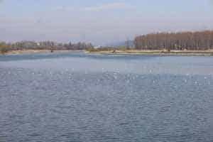 Ziua Păsărilor - acțiunea de birdwatching. Cormoranul mic, observat la barajul Prundu 1 Sursă foto: Facebook Muzeul Județean Argeș.