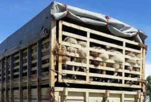 ANSVSA va elibera certificate de competenţă profesională pentru șoferii şi însoţitorii de pe mașinile care transportă animale 2 Sursă foto: trans.info