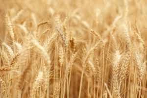 20 de milioane euro pentru producătorii agricoli din sectorul cerealelor 30 Sursă foto: Facebook Ministerul Agriculturii.