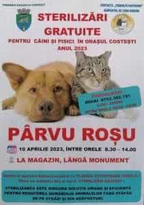 Costești - Sterilizări gratuite pentru câini și pisici. Află când 1 Costești