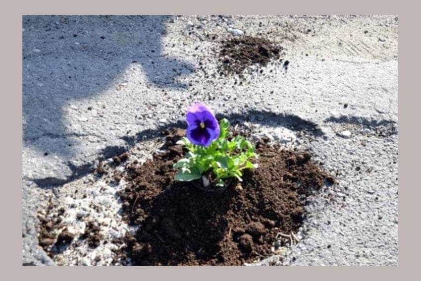 drum panselute drum panselute