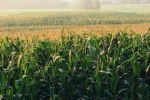 Bani pentru producătorii agricoli. Ajutor de la stat pentru culturile afectate de secetă 1 Sursă foto: bursa.ro