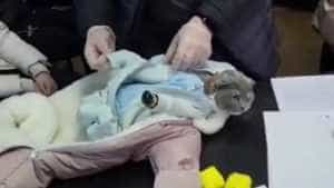 pisica bebelus - Transporta droguri cu ajutorul unei pisici! Animalul era îmbrăcat în bebeluș