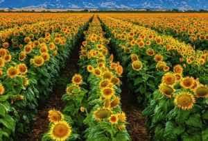 Sursă foto: lumeasatului.ro