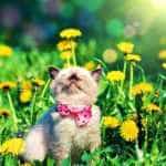 Prognoza meteo pentru inceputul lunii iunie. Cum va fi vremea de fapt in prima luna a verii. Anuntul ANM - Cum va fi vremea până pe 6 aprilie. ANM a actualizat prognoza meteo