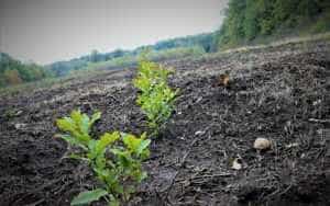22 aprilie! CCIA Argeș - acțiune de împădurire pe 2 hectare! 1 impadurire - 22 aprilie! CCIA Argeș - acțiune de împădurire pe 2 hectare!