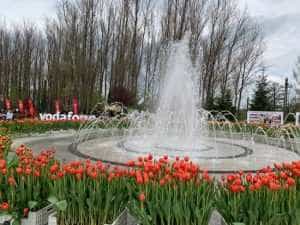 Simfonia Lalelelor 2023. Urmează spectacole de muzică și dans 2 Simfonia Lalelelor20232 - Simfonia Lalelelor 2023. Urmează spectacole de muzică și dans