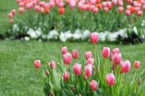 Sursă foto: Primăria Municipiului Pitesti