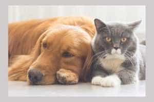 Untitled Project 4 - Toate documentele la control! Măsurile de flexibilitate privind circulația animalelor de companie din Ucraina au încetat