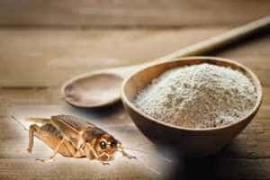 Proiect. Fără făină de insecte în produsele tradiționale 25 Sursă foto: playtech.ro