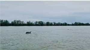 Delfin la Sulina - (VIDEO)Fenomen destul de rar! Delfinii au ajuns în Dunăre