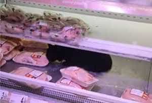 (VIDEO) Când stăpânul nu-i acasă, pisica ia masa! Imagini surprinzătoare în Carrefour Colentina 21 2023 05 08 - (VIDEO) Când stăpânul nu-i acasă, pisica ia masa! Imagini surprinzătoare în Carrefour Colentina