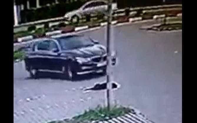 caine-lovit-de-masina