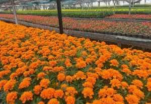 240.000 de flori, pregătite pentru plantare. Municipiul Pitești înflorește! 10 Sursă foto: Facebook Primăria Municipiului Pitesti