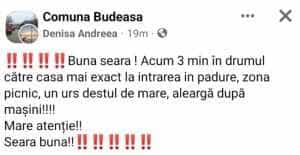 urs - Urs alungat de autorități în Budeasa Mică