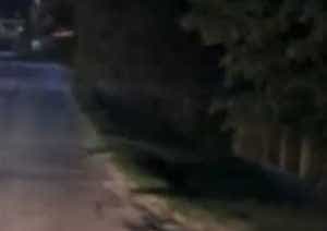 urs 1 - (VIDEO) Alt urs umblă liber pe străzi în Argeș!