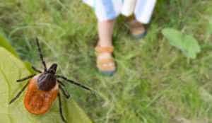 2023 05 15 - Sezonul căpușelor a început! Ce sfaturi ne dau specialiștii