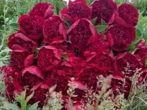 Sursă foto: Facebook Razvan Serbanoiu