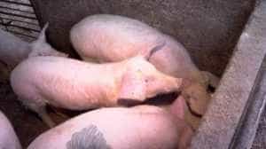 Focar de pestă porcină la o fermă din Timiş! Mii de animale vor fi sacrificate 1 img - Focar de pestă porcină la o fermă din Timiş! Mii de animale vor fi sacrificate