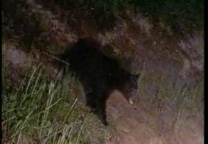 2023 05 22 2 - (VIDEO) Piteștiul înconjurat de urși, în doar câteva zile! Au făcut ravagii în Băbana, noaptea trecută