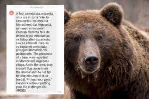 ALERTĂ de urgență în Mărăcineni! Un urs se află în zona "Vila lui Ceaușescu"! 1 ursss - ALERTĂ de urgență în Mărăcineni! Un urs se află în zona "Vila lui Ceaușescu"!