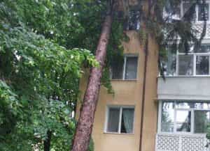 Copac căzut pe fațada unui bloc din Pitești! 1 copac e1684944143854 - Copac căzut pe fațada unui bloc din Pitești!