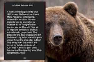 urs - Un alt urs și-a făcut apariția în Ștefănești, pe timpul nopții!