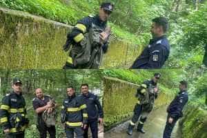 O altfel de misiune a jandarmilor argeșeni! Pui de căprioară salvat în Trivale 1 page 2 - O altfel de misiune a jandarmilor argeșeni! Pui de căprioară salvat în Trivale