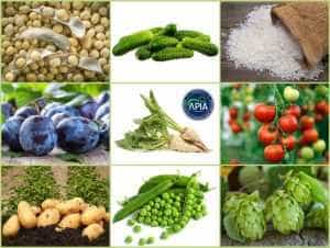Campania 2022. APIA autorizează plățile aferente schemelor de sprijin cuplat în sectorul vegetal 22 Sursă foto: Facebook APIA